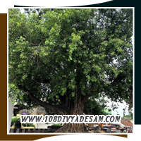 Thiru Evvul Divyadesam Veera Raghava Perumal Temple Thiruvallur Famous Healing Pilgrimage